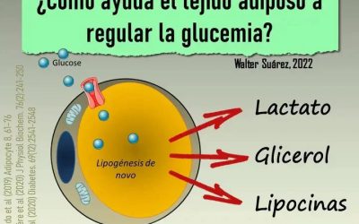 ¿Cómo ayuda el tejido adiposo a regular favorablemente la glucemia?