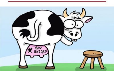 ¿Hormonas y antibióticos en la carne y leche de vaca?