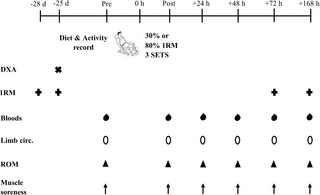 Diferencias de sexo en el impacto de la carga del ejercicio de fuerza sobre el daño muscular: un protocolo para un ensayo aleatorizado de grupos paralelos