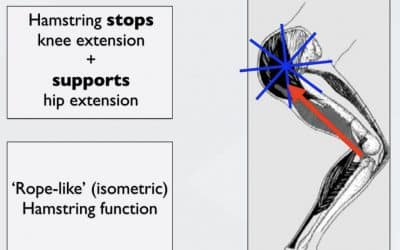 HAMSTRINGS

 Músculo pennado 

 F(x) transporte de energía 

 Durante la 1F de …
